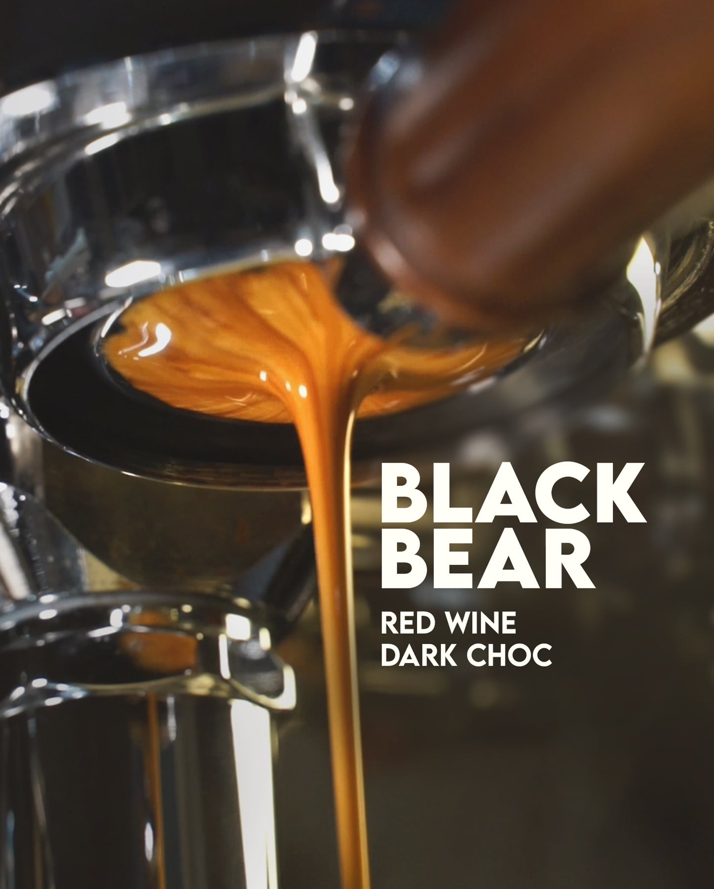 Black Bear